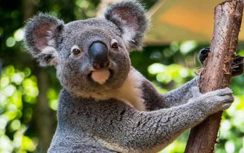 A koala climbing a tree